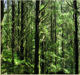 A Green Forest is a beautiful thing to waste.